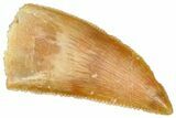 Serrated Raptor Tooth - Real Dinosaur Tooth #370287-1
